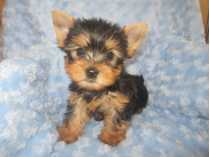 Animaux à vendre ou donner Montréal - Chiens, chats Animaux à vendre ou donner Montréal - Chiens, chats